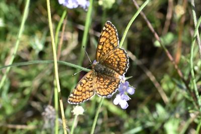 Melitaea cinxia