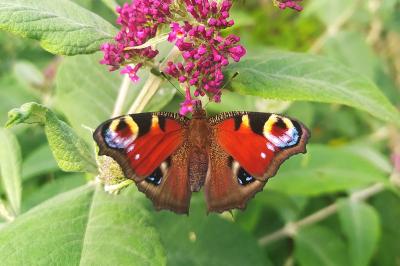 Aglais io