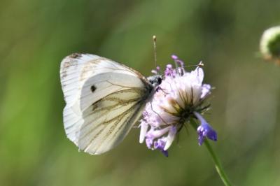 Pieris napi