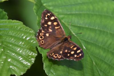 Pararge aegeria