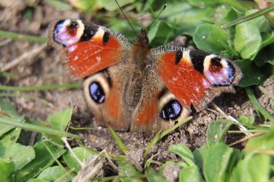 Aglais io