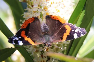 Vanessa atalanta