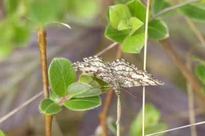 Ematurga atomaria