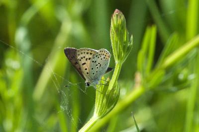Lycaena tityrus