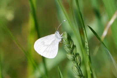 Leptidea sinapis