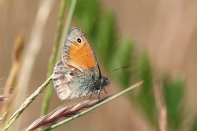 Coenonympha pamphilus