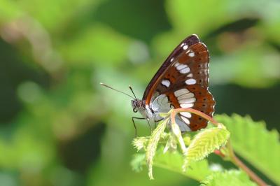 Limenitis reducta