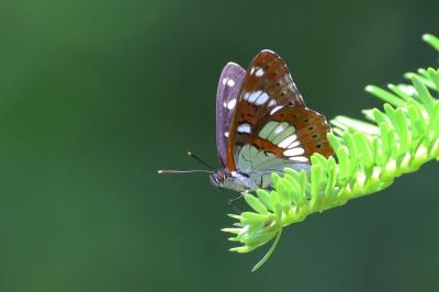 Limenitis reducta