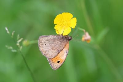 Maniola jurtina