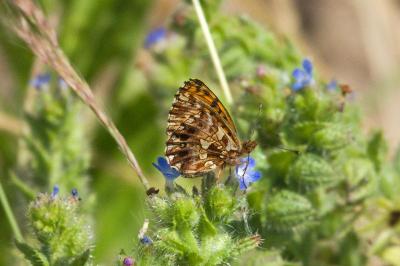 Boloria dia