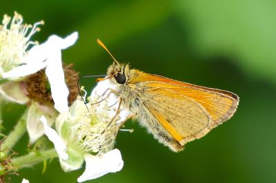 Thymelicus sylvestris