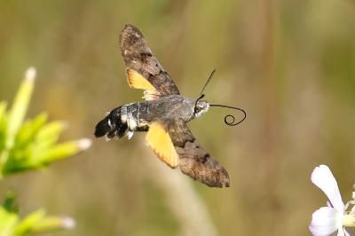 Macroglossum stellatarum