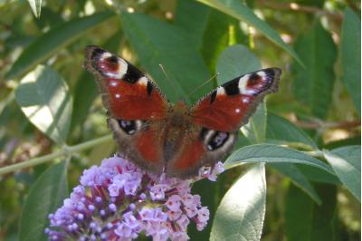 Aglais io