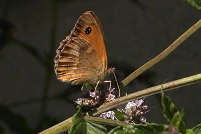 Pyronia tithonus