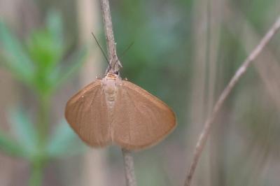 Minoa murinata