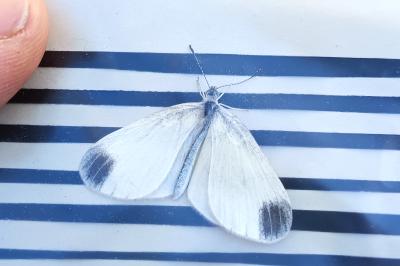 <i>Leptidea sinapis</i>