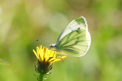 <i>Pieris napi</i>