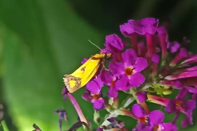 Agapeta zoegana