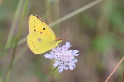 <i>Colias crocea</i>