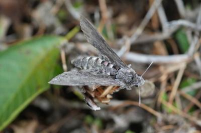 <i>Agrius convolvuli</i>