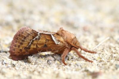 <i>Triodia sylvina</i>