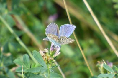<i>Polyommatus icarus</i>
