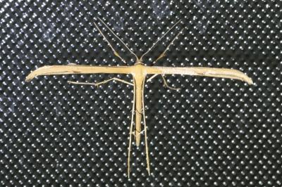 <i>Emmelina monodactyla</i>