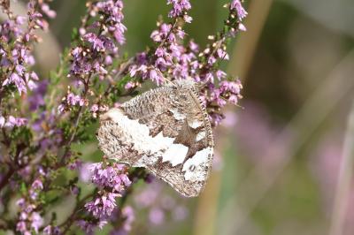 <i>Brintesia circe</i>