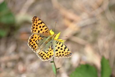 <i>Issoria lathonia</i>