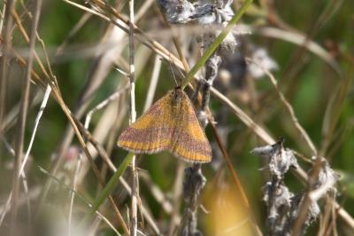 <i>Lythria cruentaria</i>