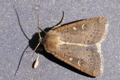 <i>Xestia xanthographa</i>