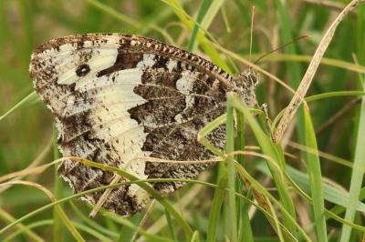 <i>Brintesia circe</i>