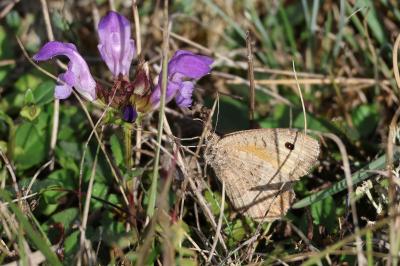 <i>Arethusana arethusa</i>