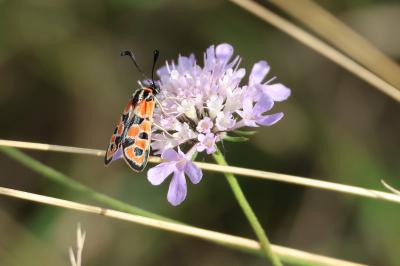 <i>Zygaena fausta</i>