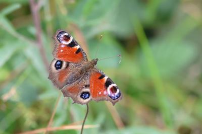 <i>Aglais io</i>