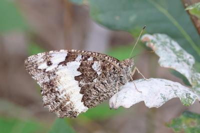<i>Brintesia circe</i>
