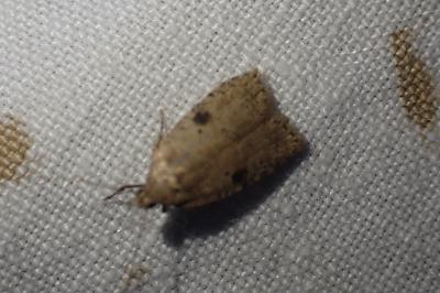 <i>Agonopterix propinquella</i>