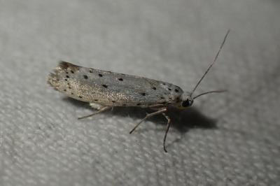 <i>Yponomeuta</i>