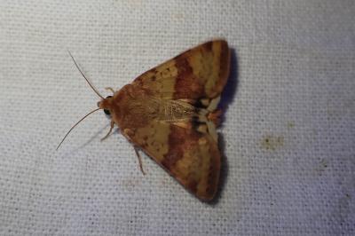 <i>Heliothis viriplaca</i>