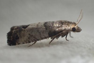 <i>Spilonota ocellana</i>