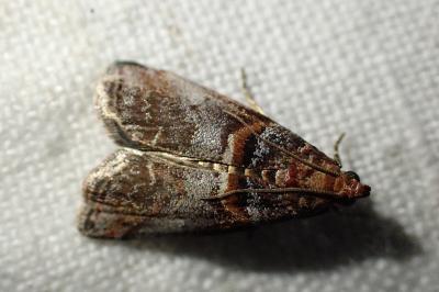 <i>Acrobasis advenella</i>