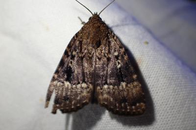 <i>Amphipyra pyramidea</i>