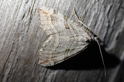 <i>Aplocera efformata</i>