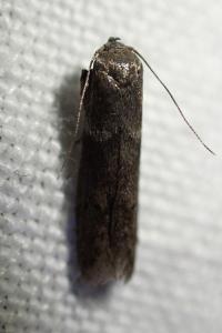 <i>Blastobasis glandulella</i>