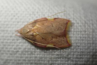 <i>Carcina quercana</i>