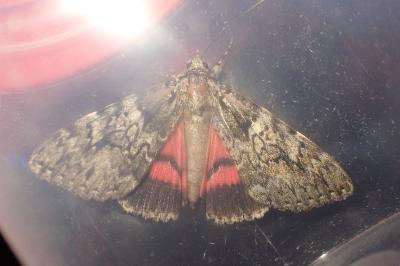 <i>Catocala sponsa</i>