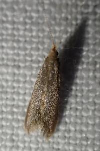 <i>Coleophora</i>