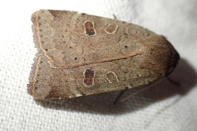 <i>Noctua comes</i>