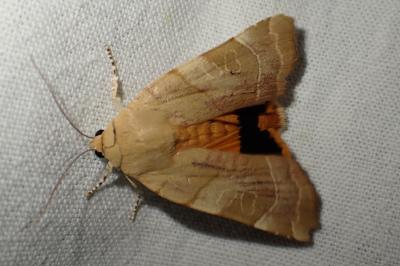 <i>Noctua fimbriata</i>