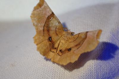 <i>Selenia tetralunaria</i>